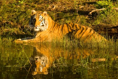 In water mammal carnivore