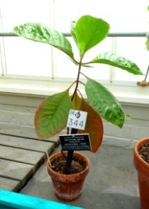 Cinchona pubescens - Lyman Plant House, Smith College - DSC01930