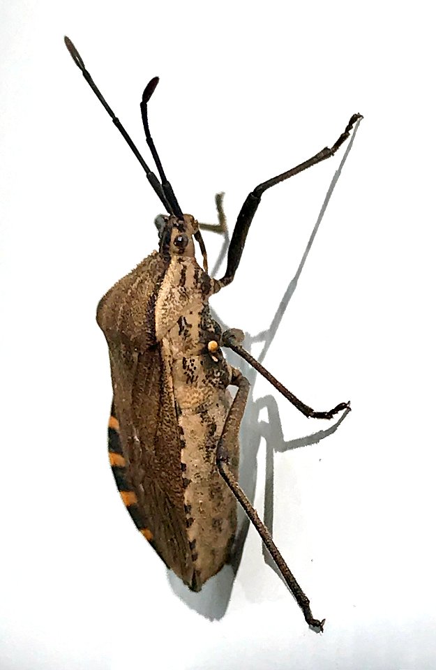 Cimolus vitticeps
