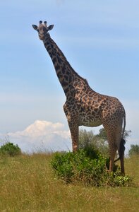 Kenya tallest wild animals
