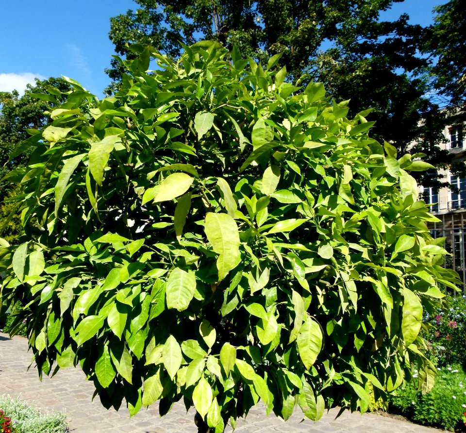 Citrus aurantium serres du Luxembourg