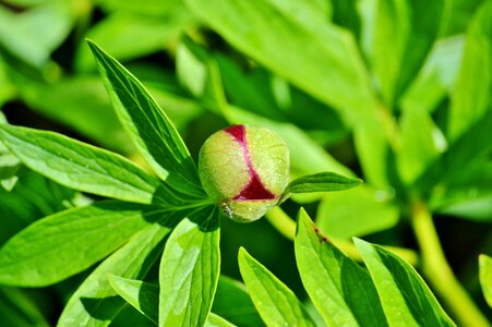 Peony bud flower garden red