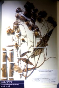 Cirsium kagamontanum - National Museum of Nature and Science, Tokyo - DSC07104