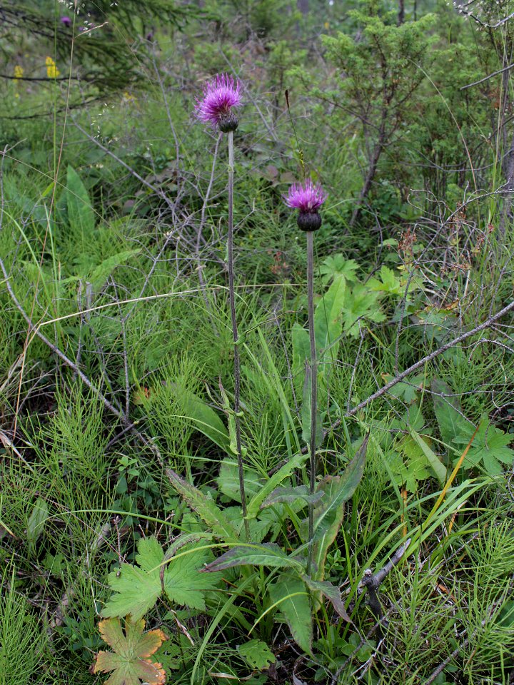 Cirsium helenioides Kemi, Finland 15.07.2013 img 1