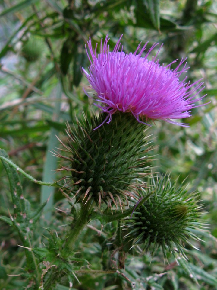 Cirsium vulgare, 2021-07-04, Bethel Park, 02