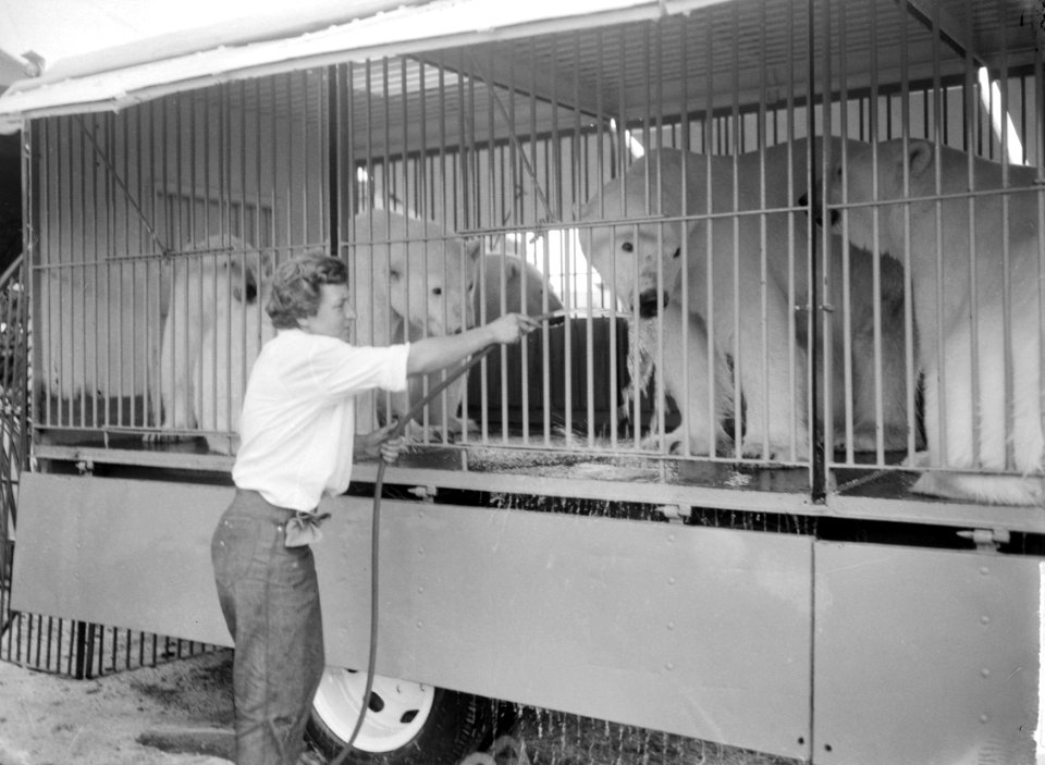 Circus Sarrasani in Amsterdam aan J van Galenstraat De ijsberen worden van ee, Bestanddeelnr 915-4042