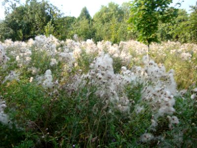 Cirsium arvense in Minsk - 1 - 2013 AD