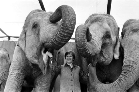 Circus Sjoukje Dijkstra in Amsterdam Sjoukje Dijkstra met twee olifanten, Bestanddeelnr 930-7584