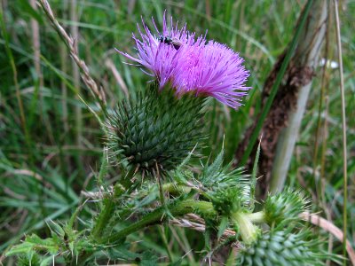 Cirsium vulgare, 2021-07-04, Bethel Park, 01