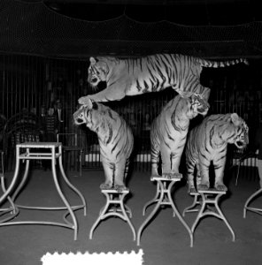 Circus Strassburger Amsterdam, Bestanddeelnr 906-2120