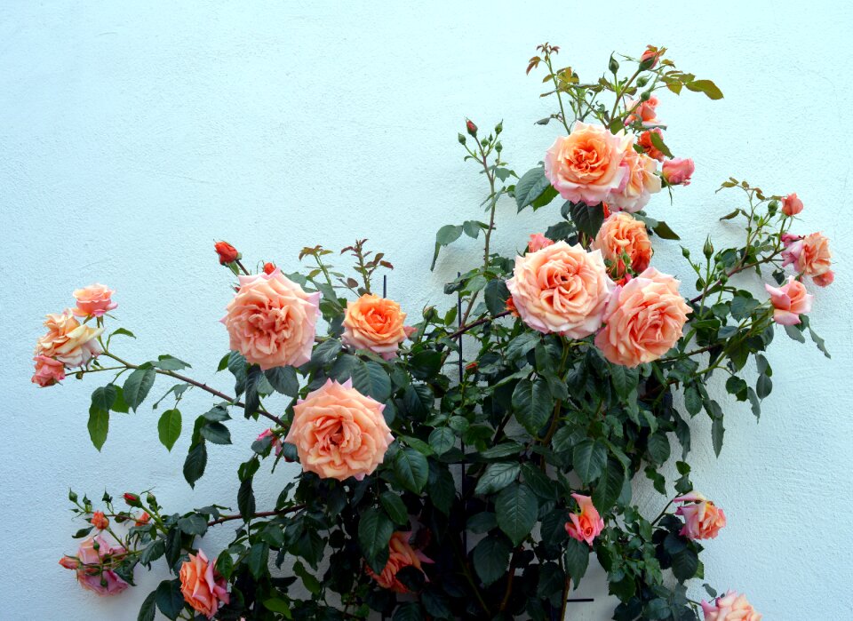 Bloom blossom bloom