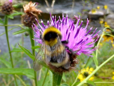 Cirsium-helenioides-with-bumblebee-1 photo