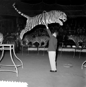 Circus Strassburger Amsterdam, Bestanddeelnr 906-2121