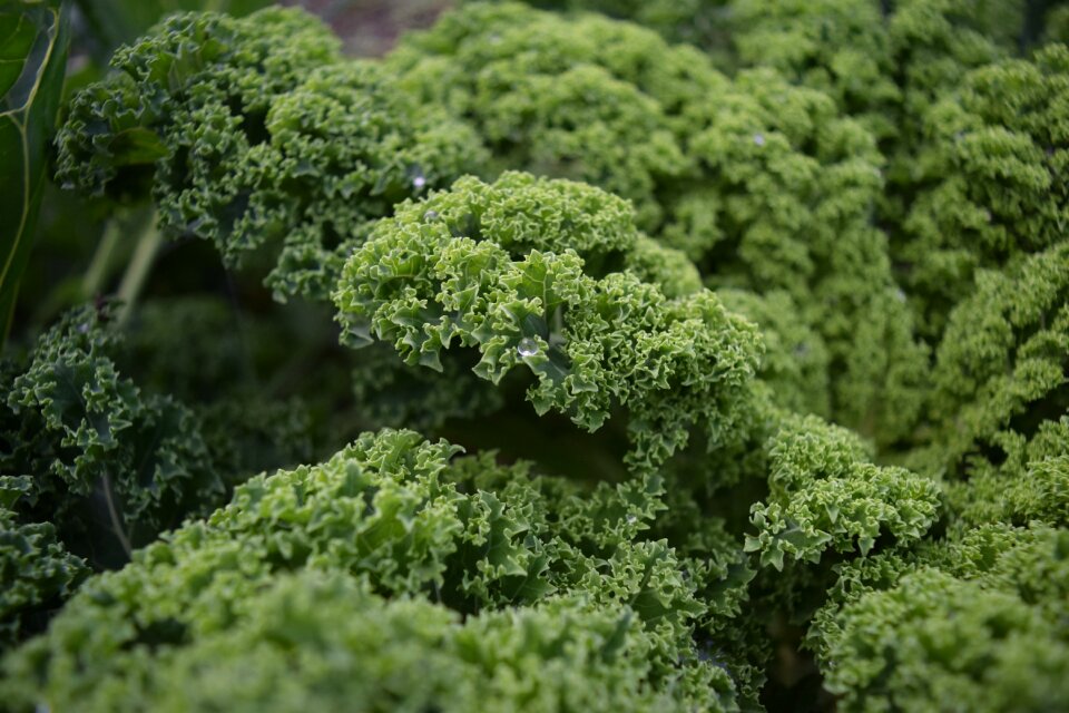 Nature green garden