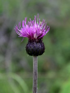 Cirsium helenioides Kemi, Finland 15.07.2013 img 2