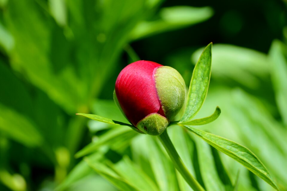Peony bud flower garden red