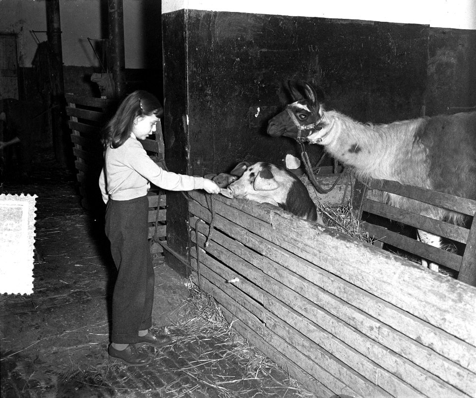 Circus Strassburger in Amsterdam, jongste artieste, Bestanddeelnr 906-8994