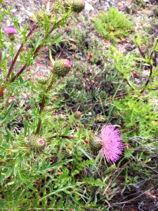 Cirsium hydrophilum vaseyi