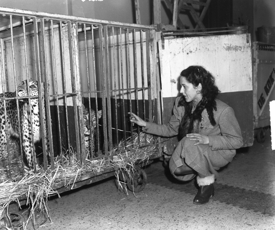 Circus Strassburger . panters met dompteuse Erika Wijss, Bestanddeelnr 903-1423