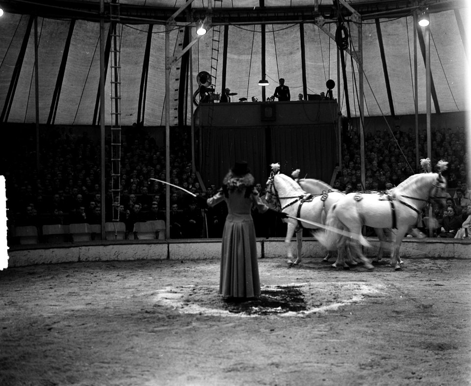 Circus Mikkenie . Mevrouw Mikkenie met paarden, Bestanddeelnr 903-0705