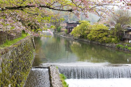 Cherry tree japan