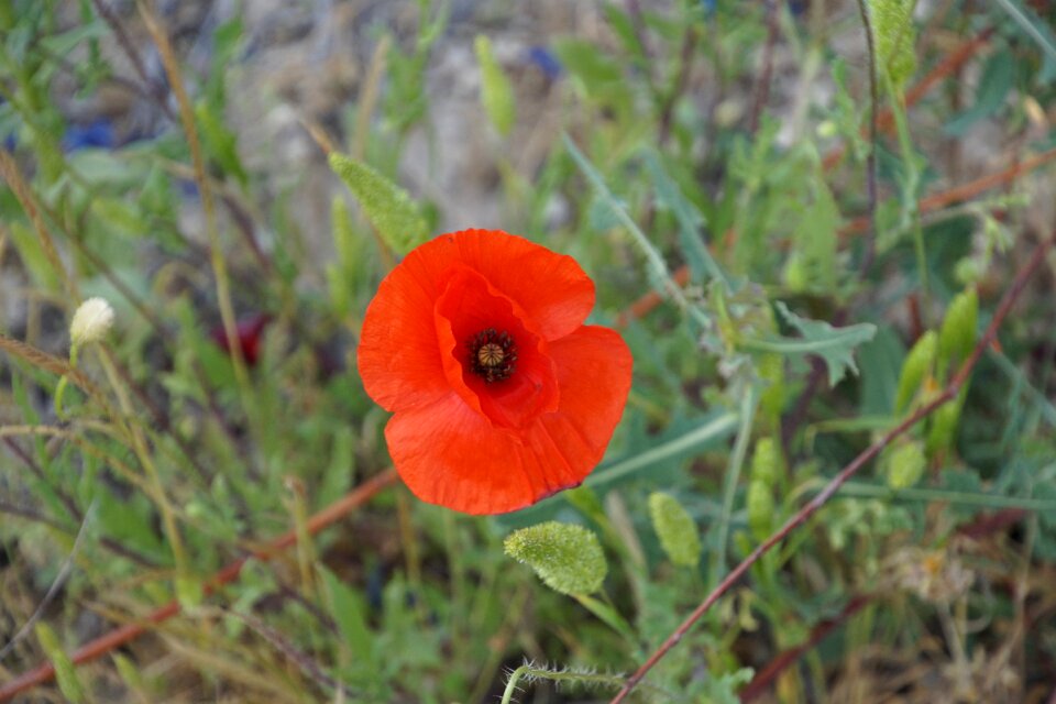 Poppy flower red blossom