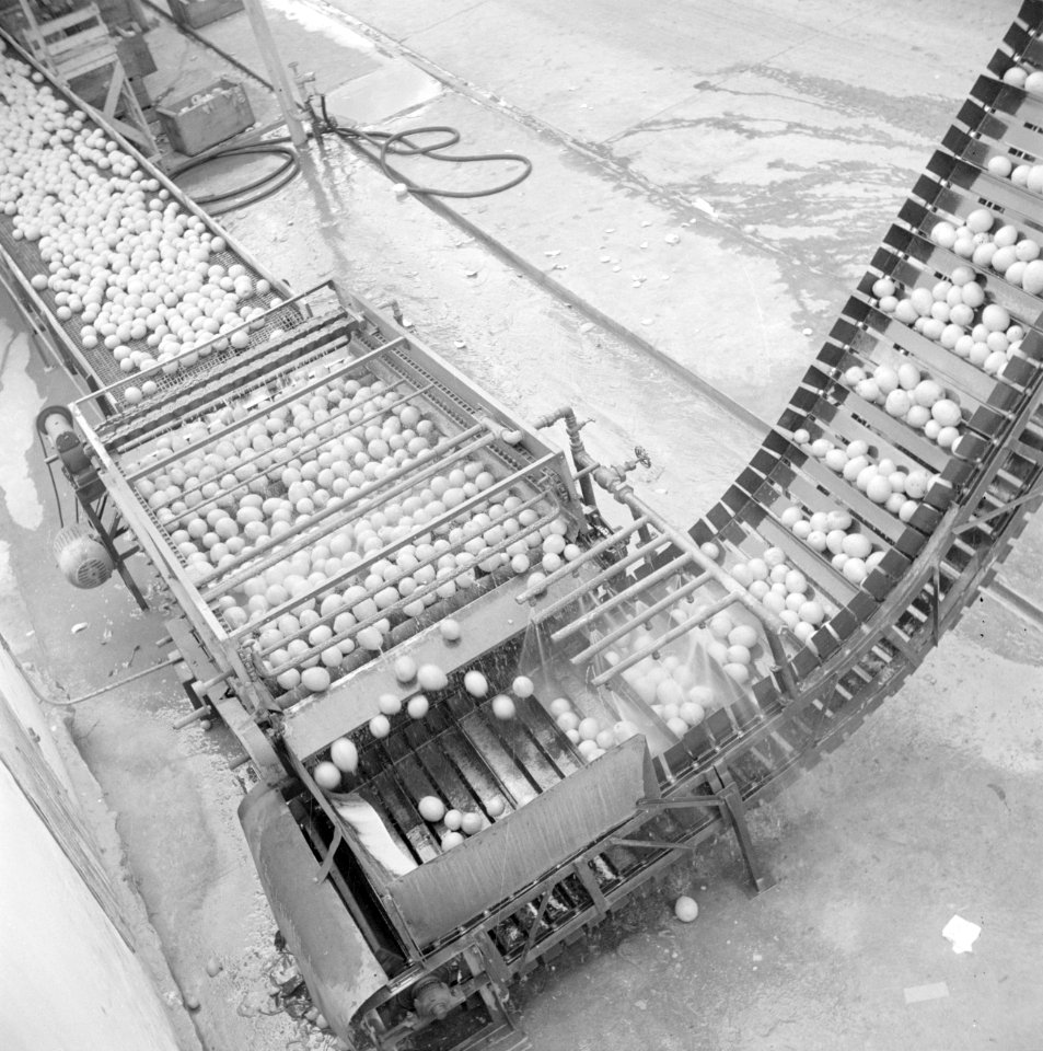 Citrusfruit wordt via een transportband geleid naar de procductieafdeling van d…, Bestanddeelnr 255-1248