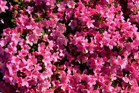 Plants garden plant pink photo