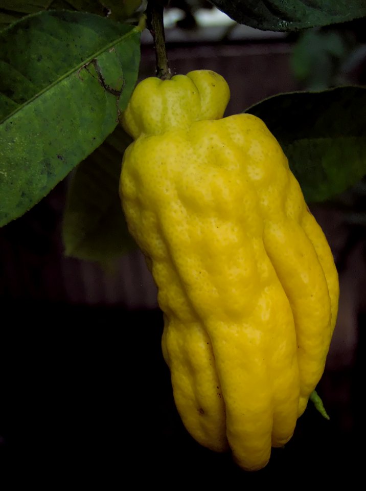 Citrus medica var. sarcodactylis, Phipps Conservatory, 2015-10-13, 01