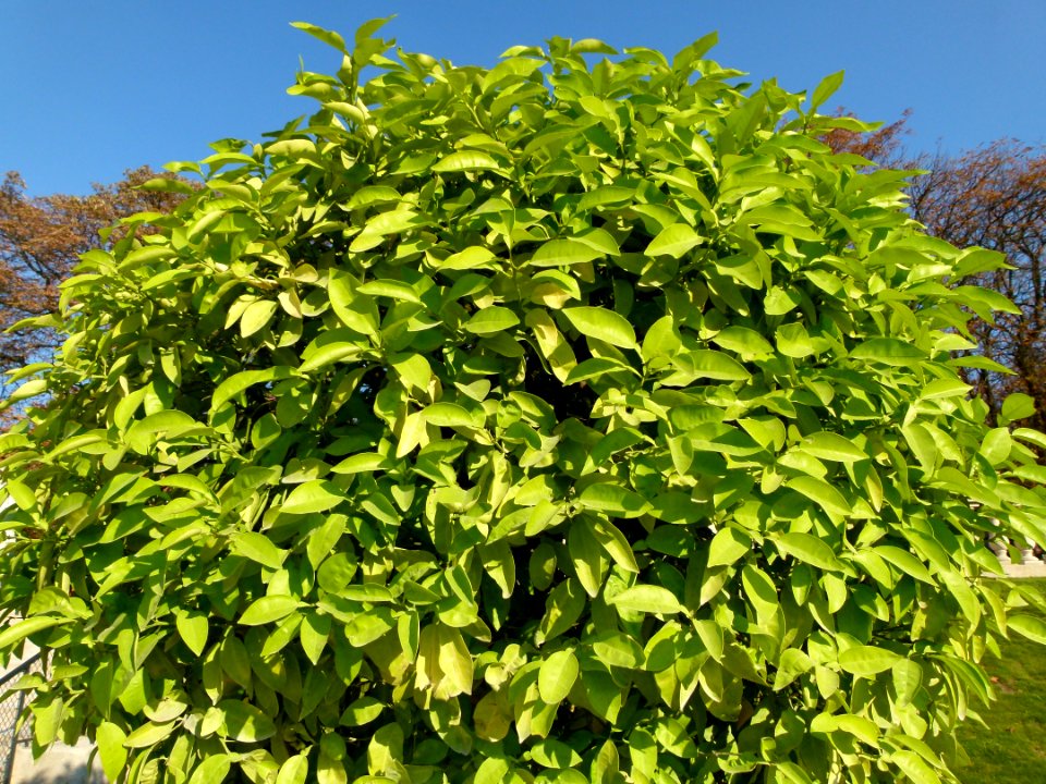 Citrus aurantium Jardin du Luxembourg
