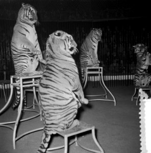 Circus Strassburger Amsterdam, Bestanddeelnr 906-2117