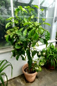 Citrus maxima 'Tahitian' - Lyman Plant House, Smith College - DSC02042