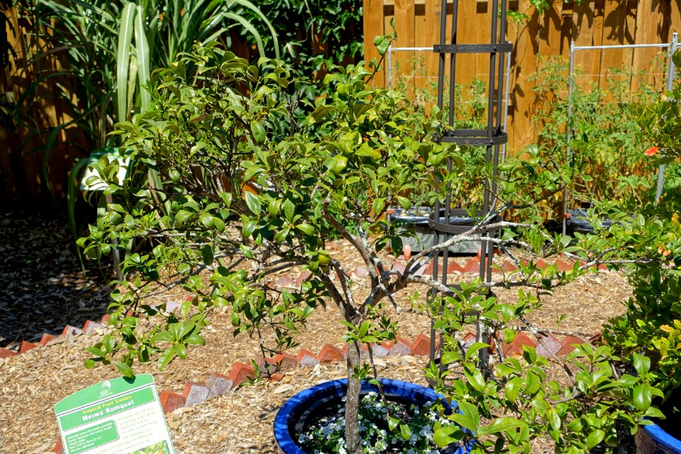 Citrus japonica (Fortunella crassifolia) - Marie Selby Botanical Gardens - Sarasota, Florida - DSC01660