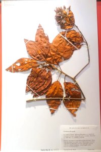 Cinchona officinalis - Swedish Museum of Natural History - Stockholm, Sweden - DSC00702