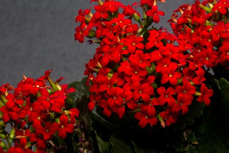 Small flowers plant filigree
