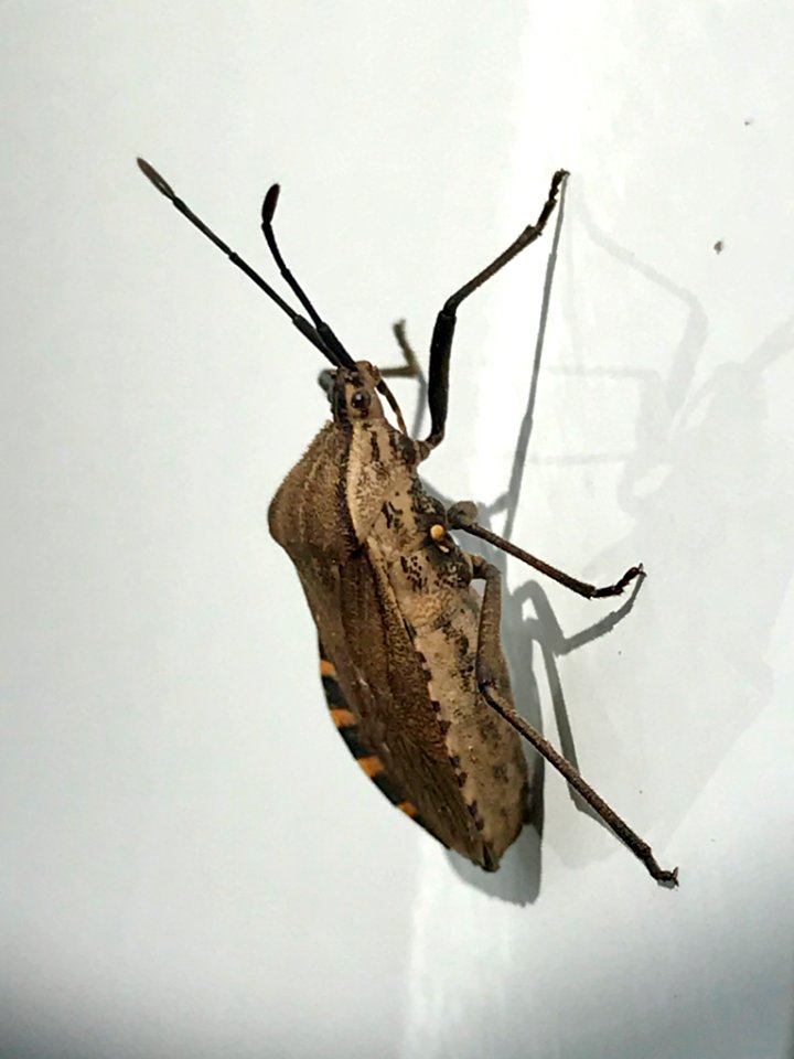 Cimolus vitticeps 58963427