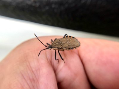 Cimolus luteus 58534280