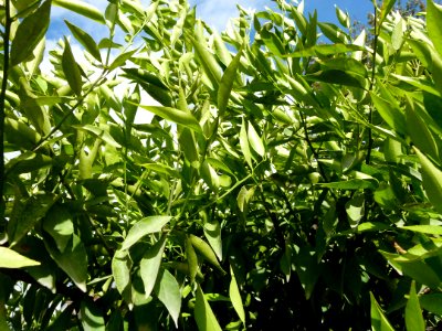 Citrus reticula