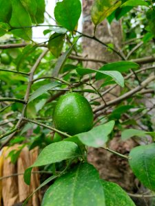 Citrus limon - পাতিলেবু photo