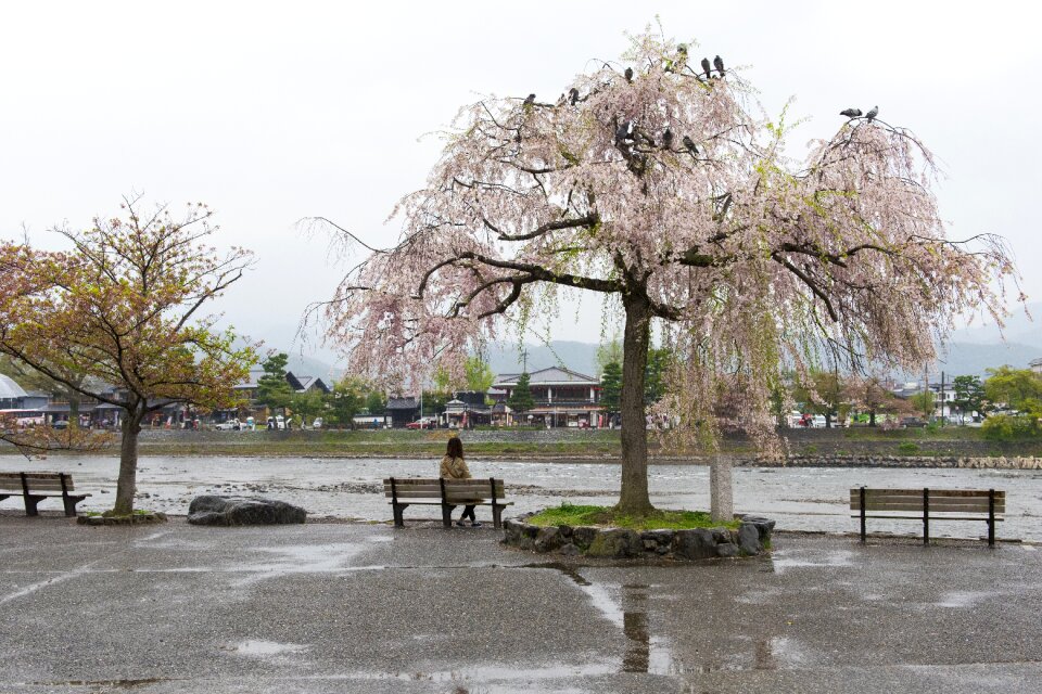 Cherry japan decoration