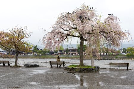 Cherry japan decoration photo