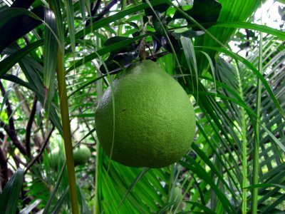 Citrus maxima in Vietnam