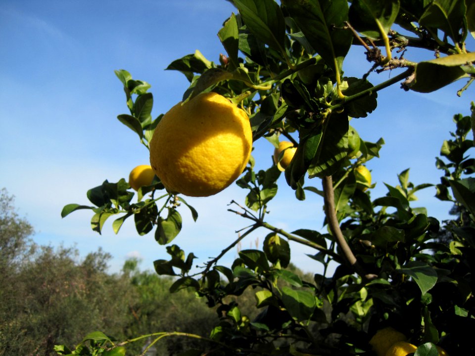 Citrus x limon, lemon on tree, Coín, Spain