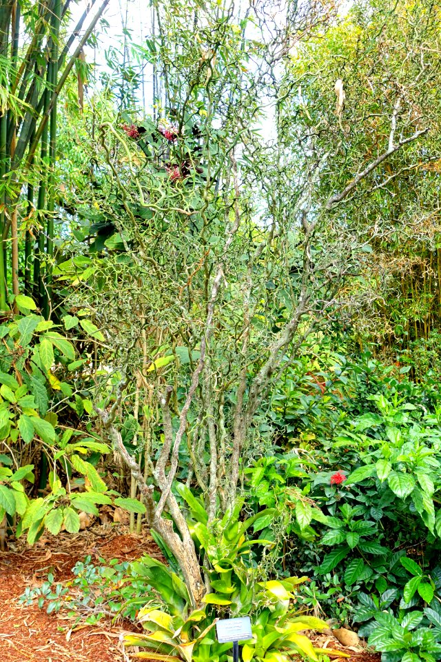 Citrus trifoliata (Poncirus trifoliata) - Mounts Botanical Garden - Palm Beach County, Florida - DSC03739