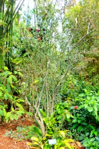 Citrus trifoliata (Poncirus trifoliata) - Mounts Botanical Garden - Palm Beach County, Florida - DSC03739
