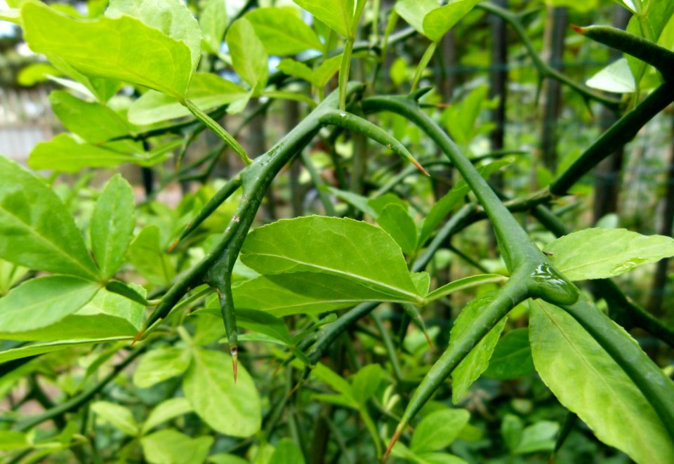Citrus trifoliata, Parc floral 2
