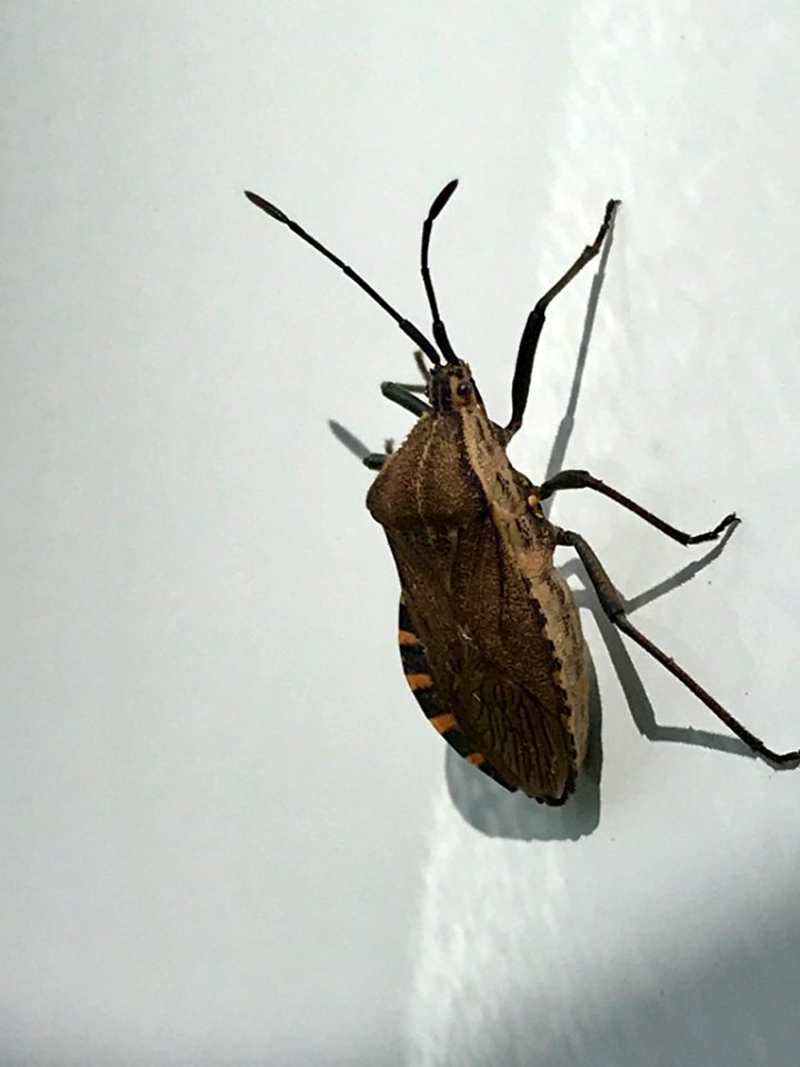 Cimolus vitticeps 58963432