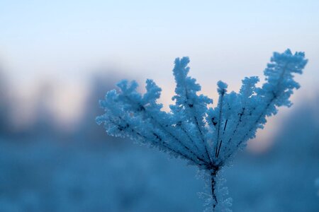 Frostbitten twig icing snow