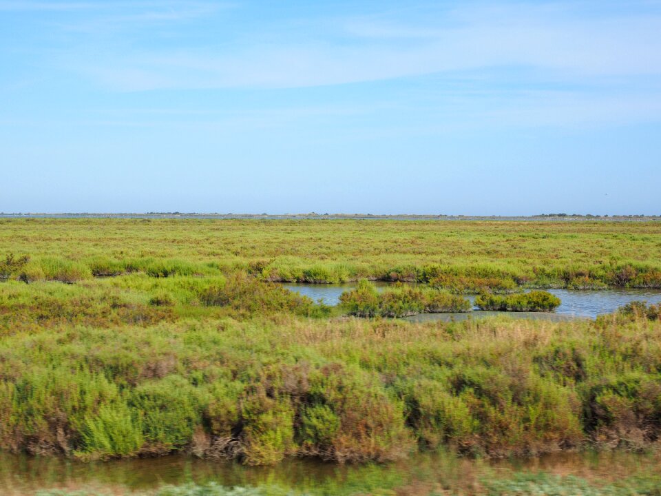 Bogs saltwater-lagoon lagoon