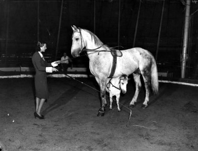 Circus Strassburger, Bestanddeelnr 901-8758